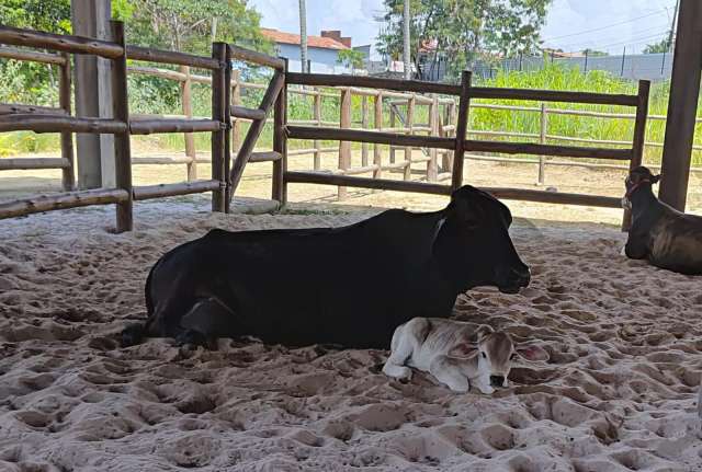 Lote em condomínio no litoral norte com 900,00 m² à venda por R$ 340.000,00 - Mata de São João/Ba
