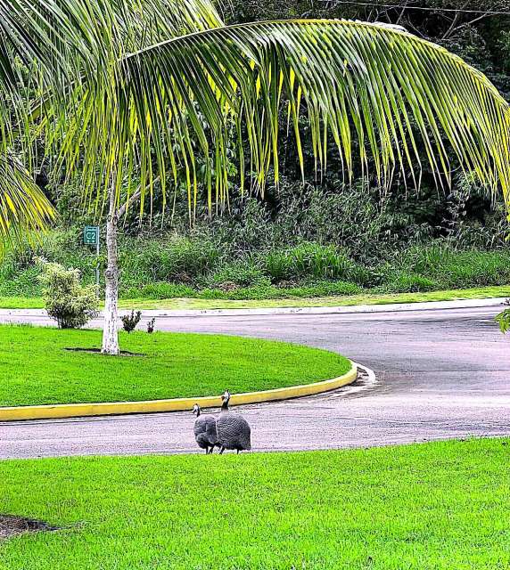 Lote em Simões Filho com 1.298m² à venda por R$ 545.160,00